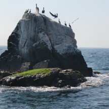 Birds on a small island